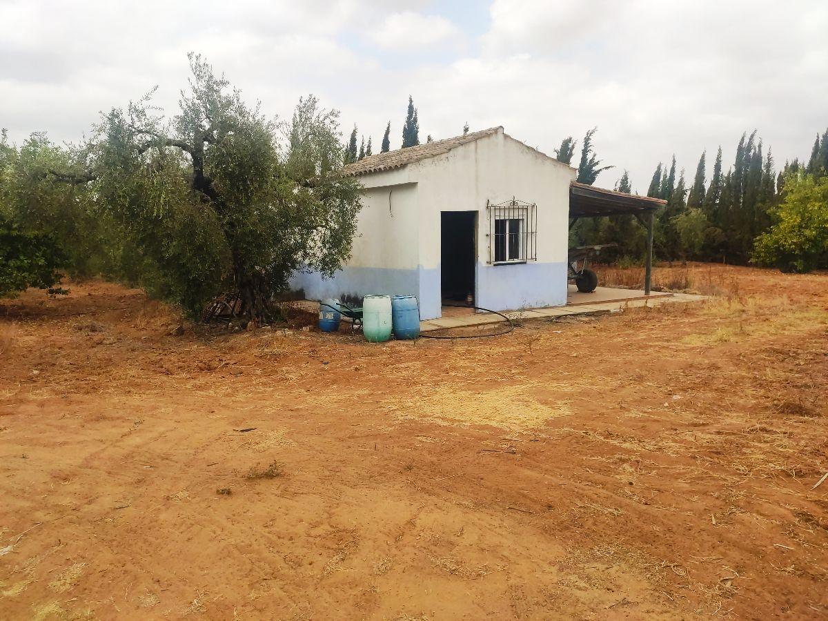 Venta de finca rústica en Benacazón