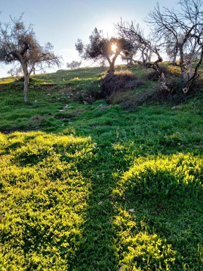 Venta de finca rústica en Cabeza la Vaca