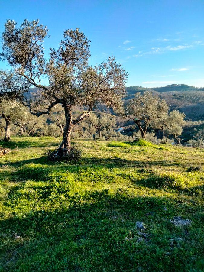 Venta de finca rústica en Cabeza la Vaca