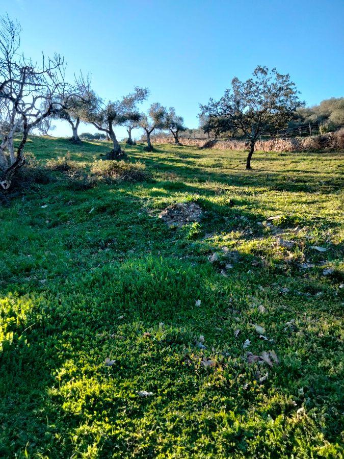 Venta de finca rústica en Cabeza la Vaca