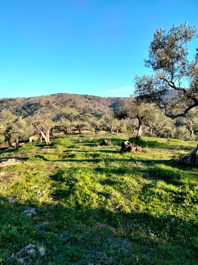 Venta de finca rústica en Cabeza la Vaca