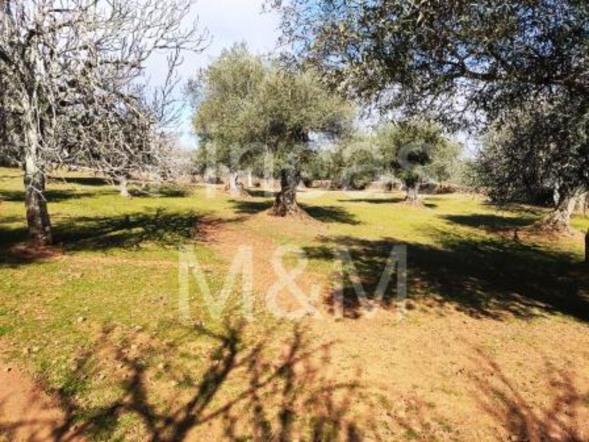 For sale of rural property in Fuentes de León