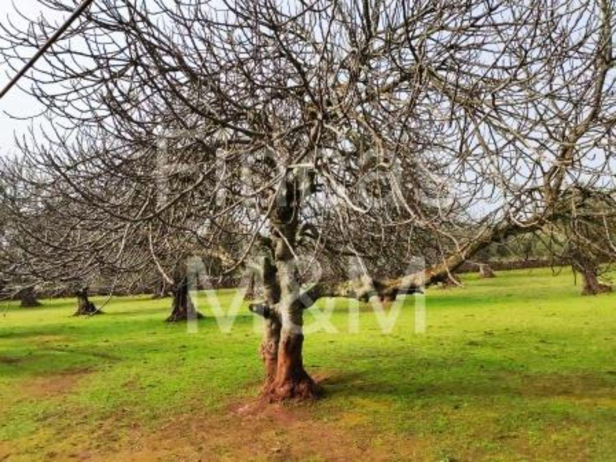 Venta de finca rústica en Fuentes de León