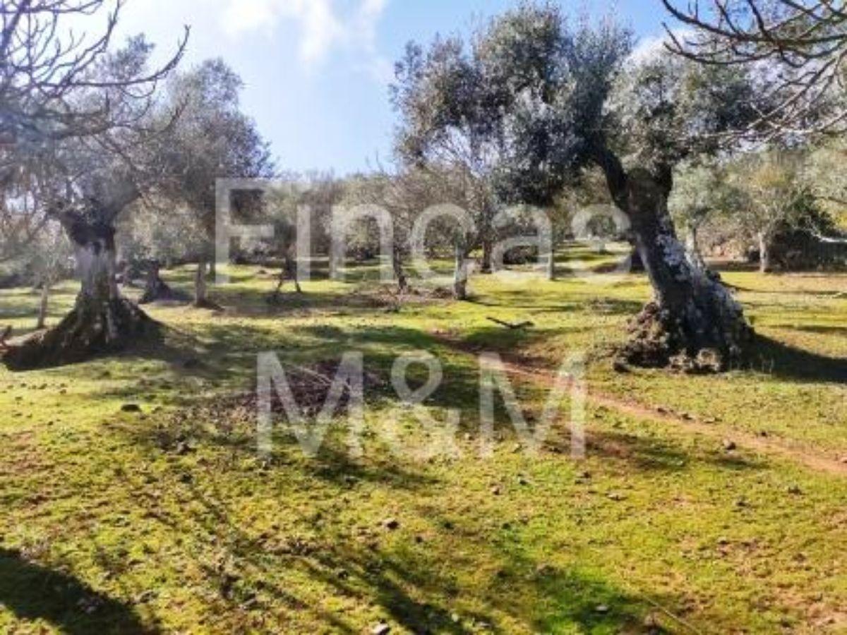 Venta de finca rústica en Segura de León