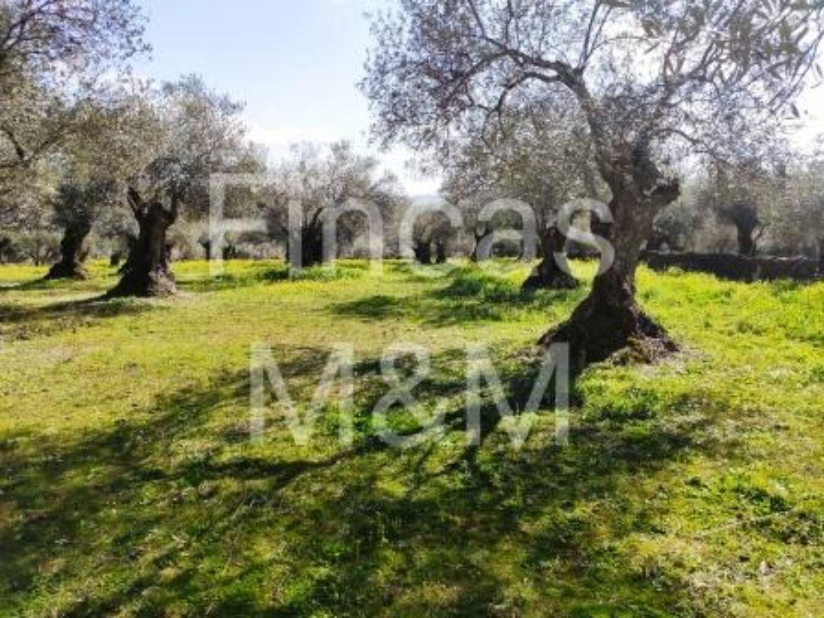 For sale of rural property in Fuentes de León