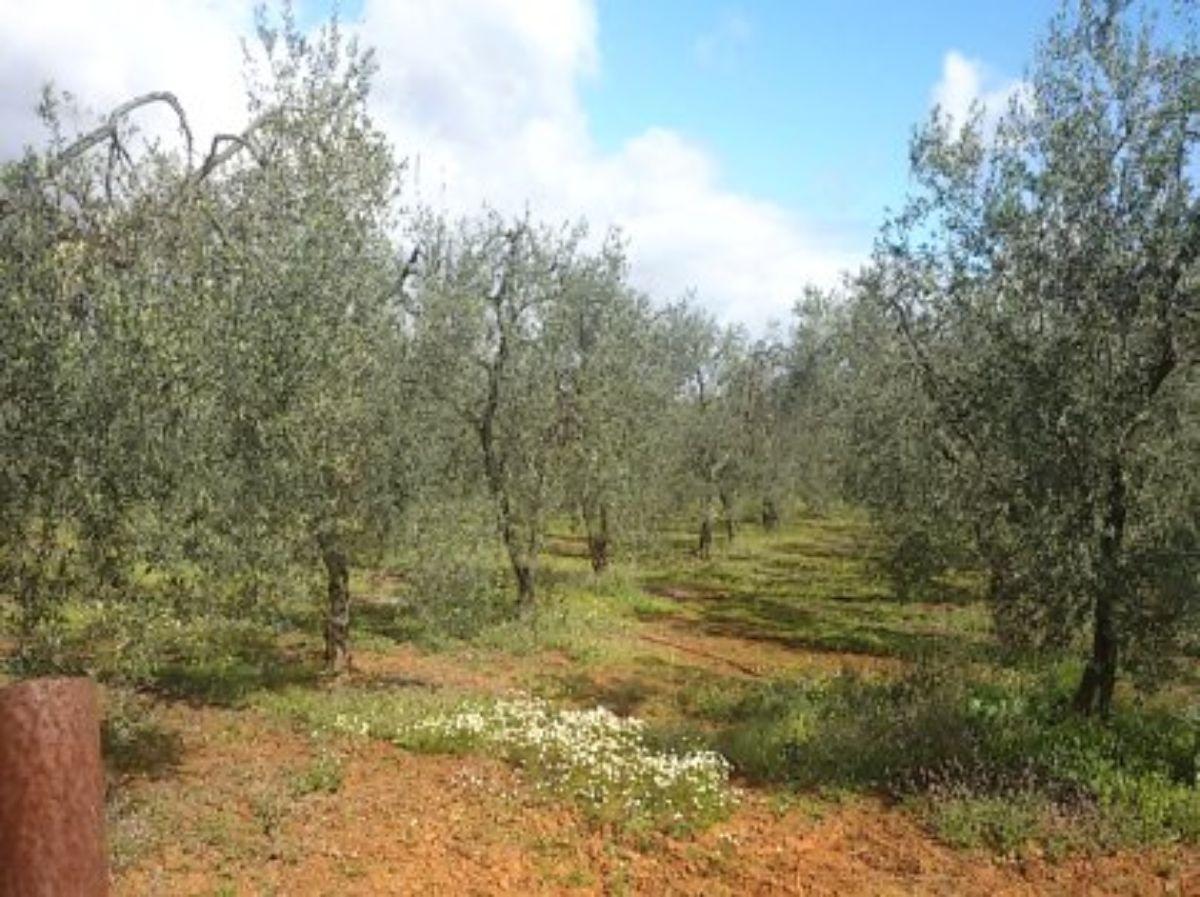 Venta de finca rústica en Pilas Venta de finca rústica en Pilas