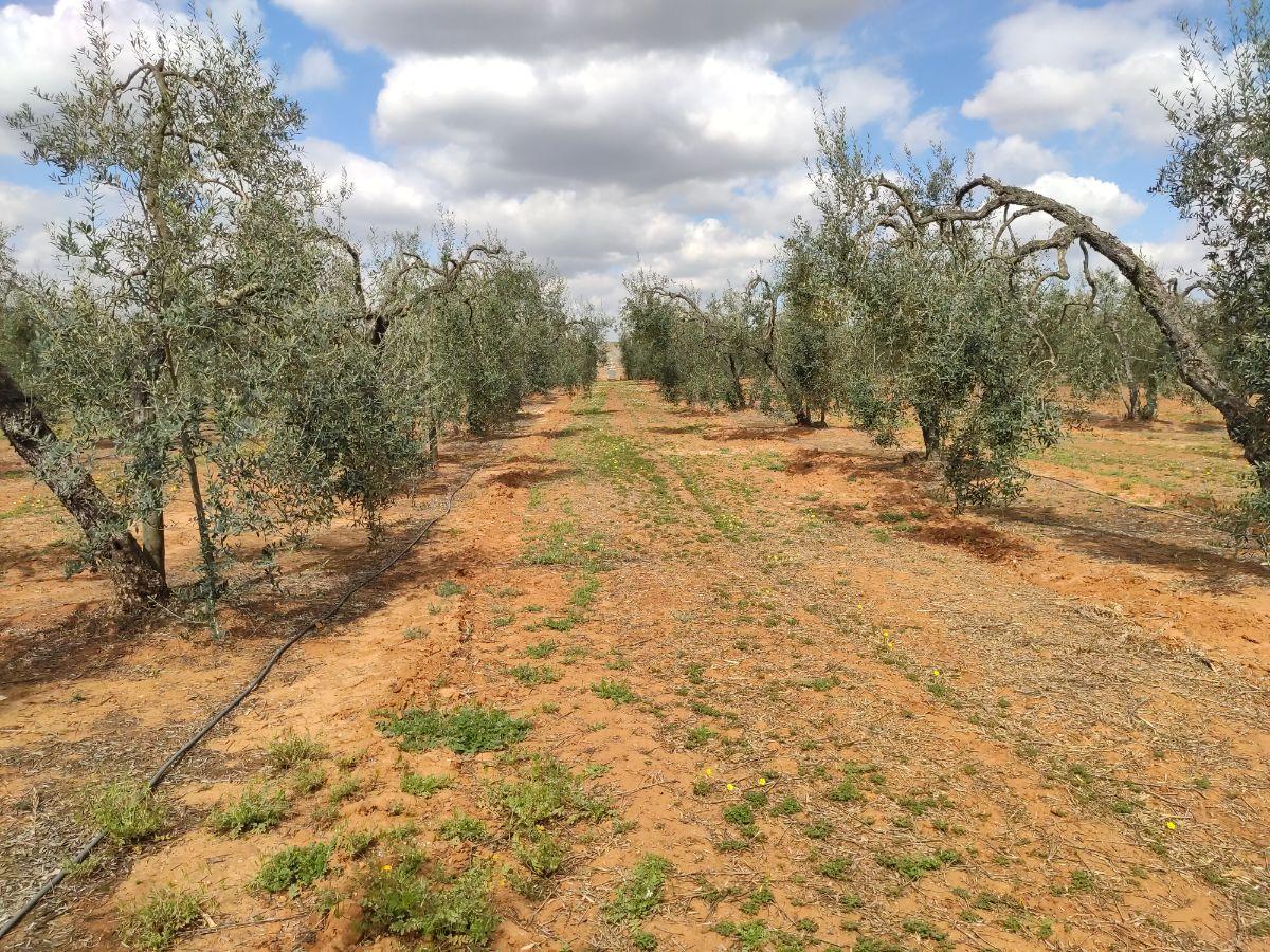 Venta de finca rústica en Pilas Venta de finca rústica en Pilas