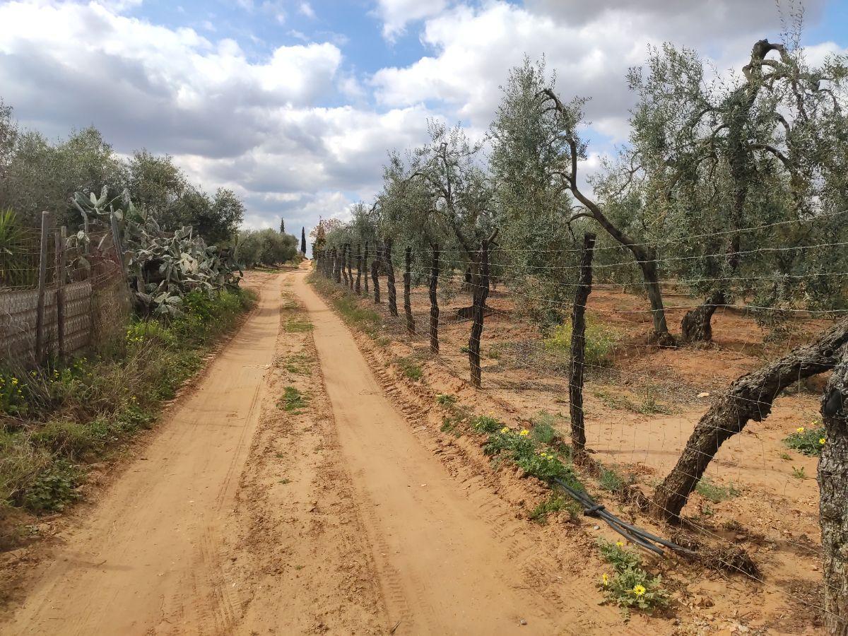 Venta de finca rústica en Pilas Venta de finca rústica en Pilas