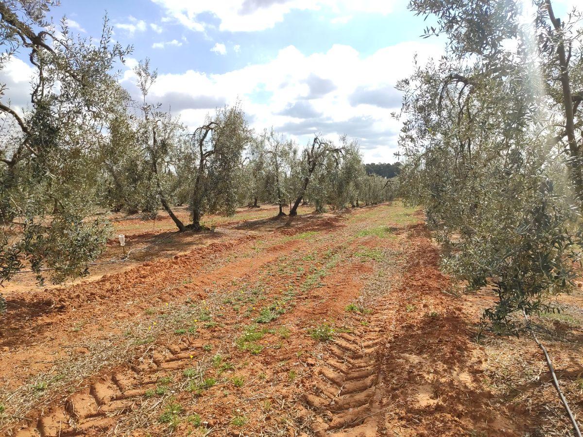 Venta de finca rústica en Pilas