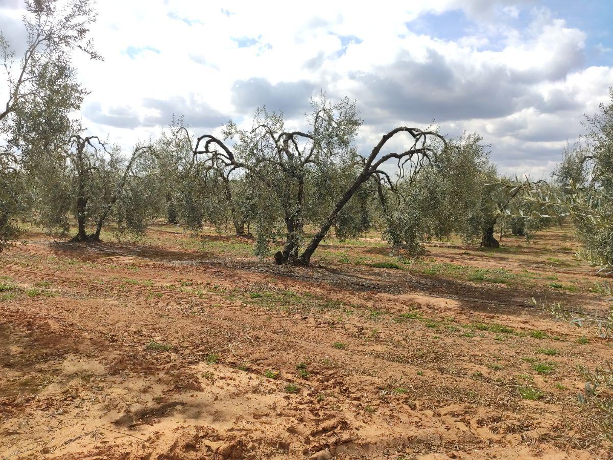 Venta de finca rústica en Pilas