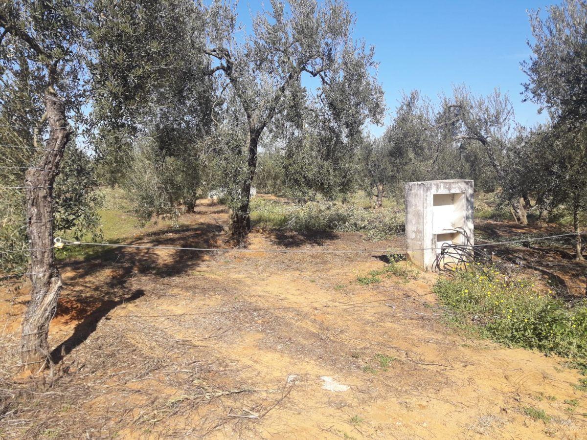 Venta de finca rústica en Pilas Venta de finca rústica en Pilas