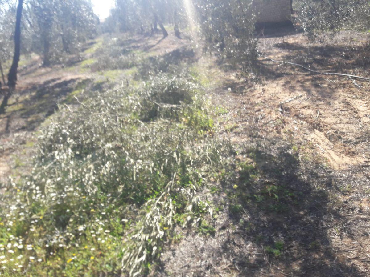 Venta de finca rústica en Pilas Venta de finca rústica en Pilas