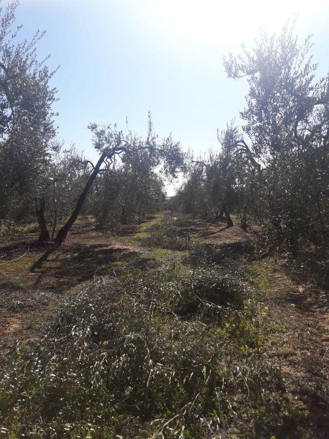 Venta de finca rústica en Pilas Venta de finca rústica en Pilas