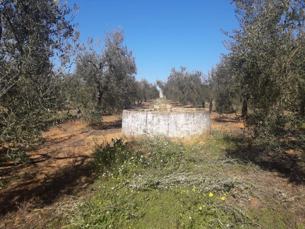 Venta de finca rústica en Pilas Venta de finca rústica en Pilas