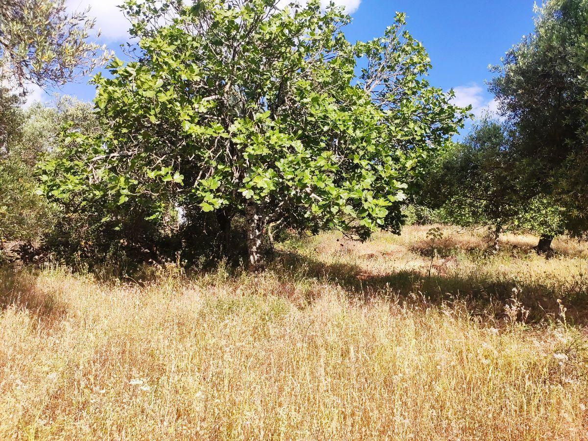 For sale of rural property in Fuentes de León
