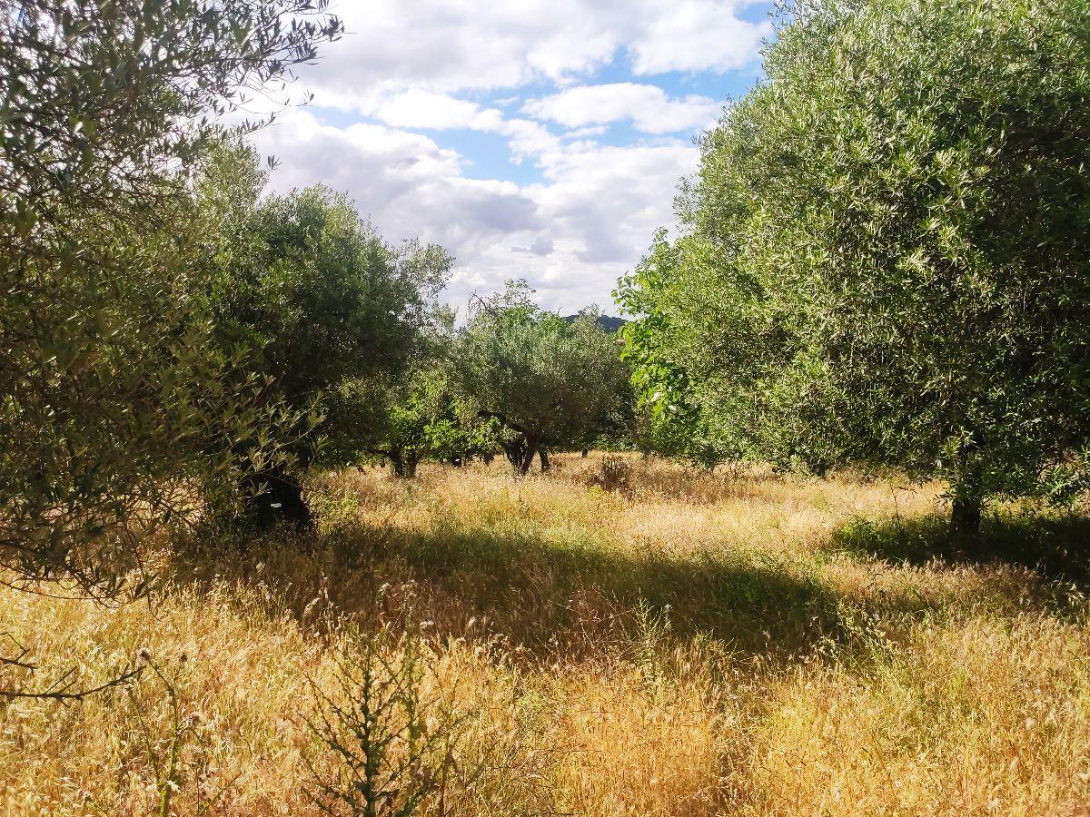 For sale of rural property in Fuentes de León