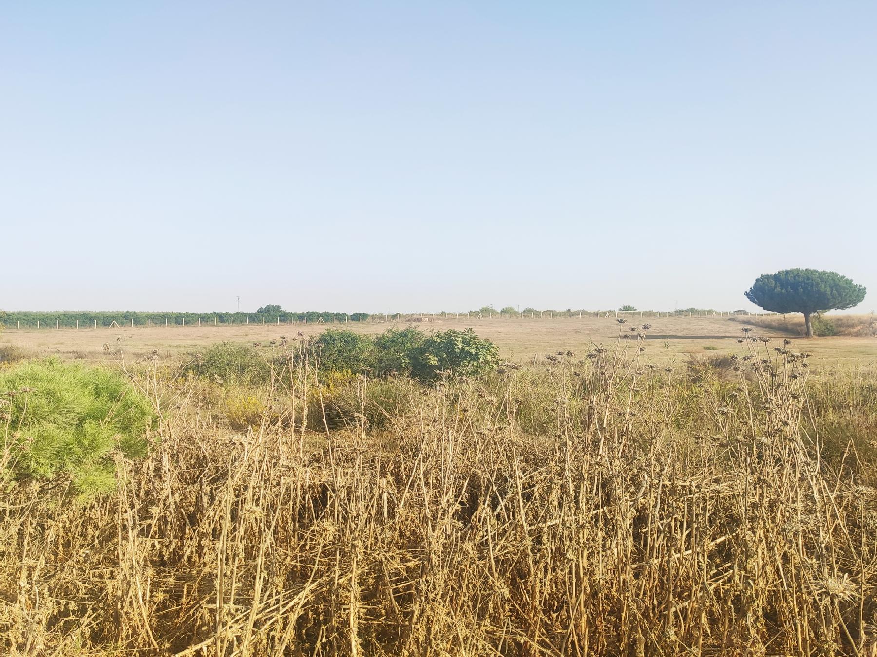 For sale of rural property in Villamanrique de la Condesa