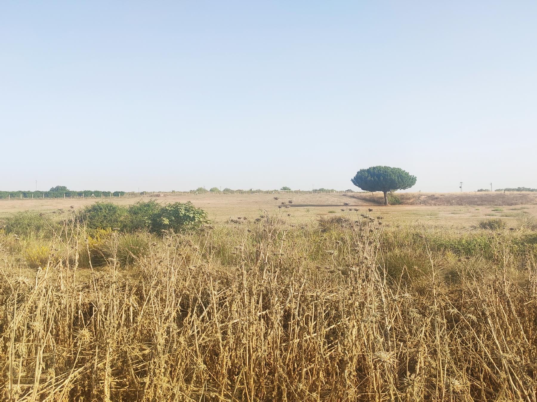 For sale of rural property in Villamanrique de la Condesa