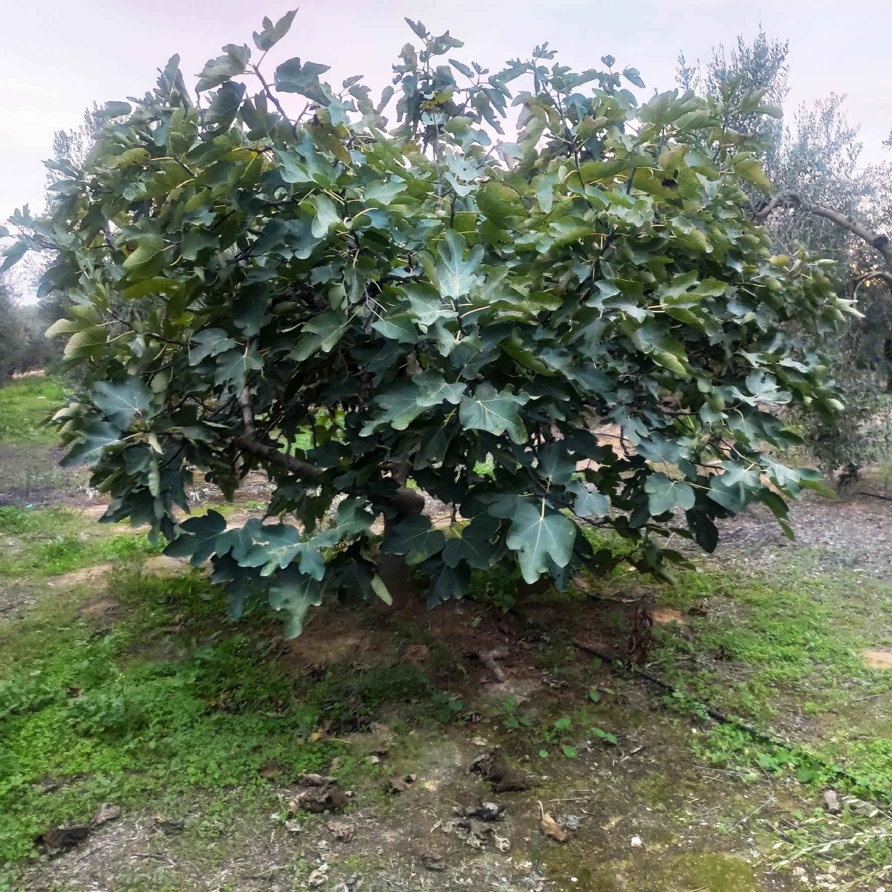 Venta de finca rústica en Pilas Venta de finca rústica en Pilas