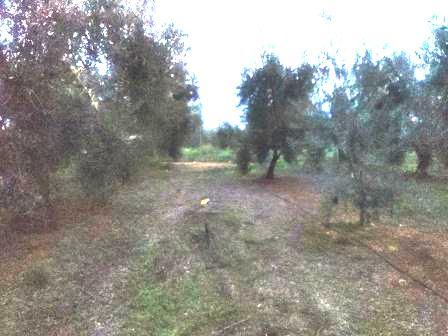 Venta de finca rústica en Pilas Venta de finca rústica en Pilas