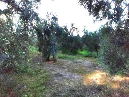 Venta de finca rústica en Pilas Venta de finca rústica en Pilas