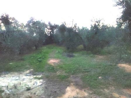 Venta de finca rústica en Pilas Venta de finca rústica en Pilas