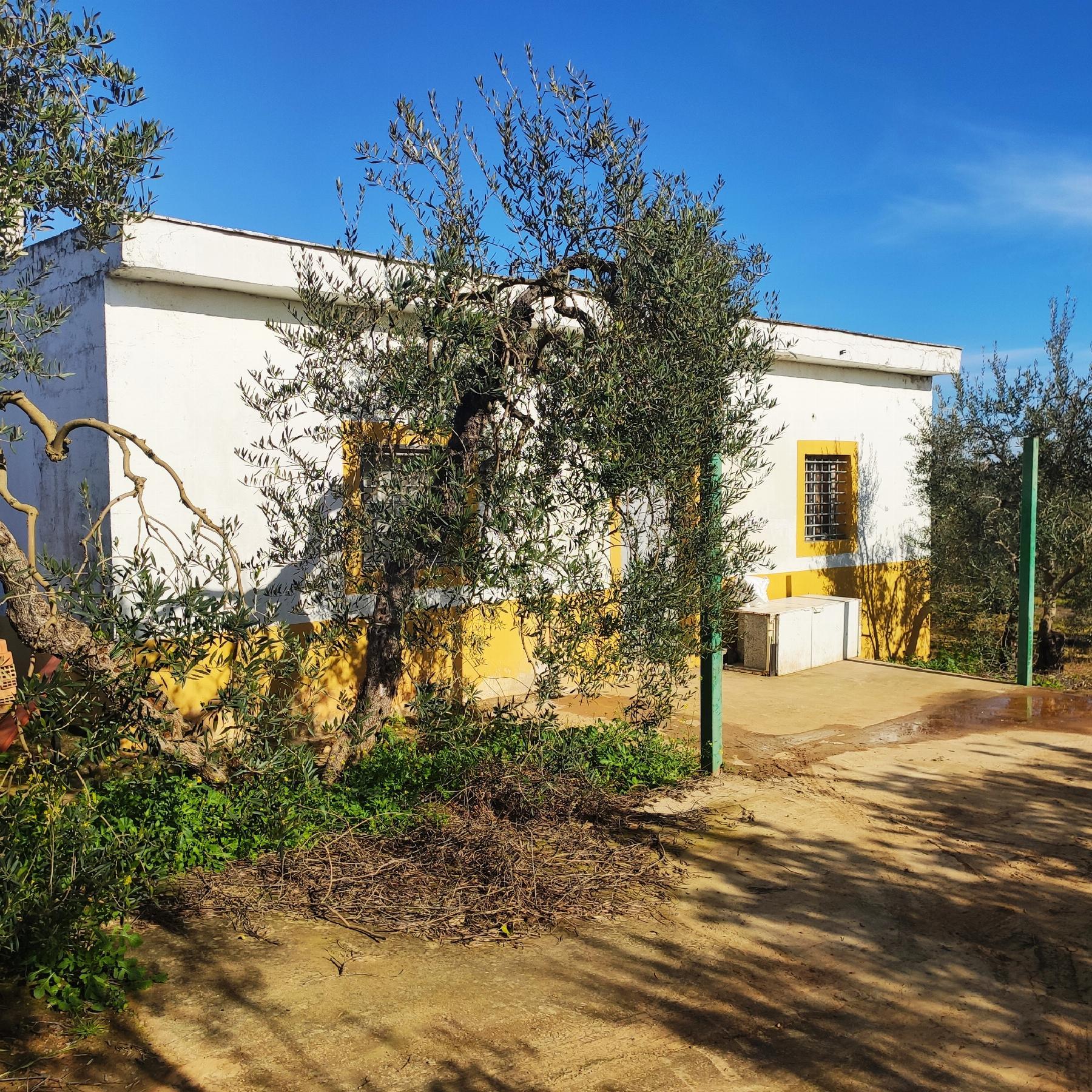 Venta de finca rústica en Bollullos de la Mitación