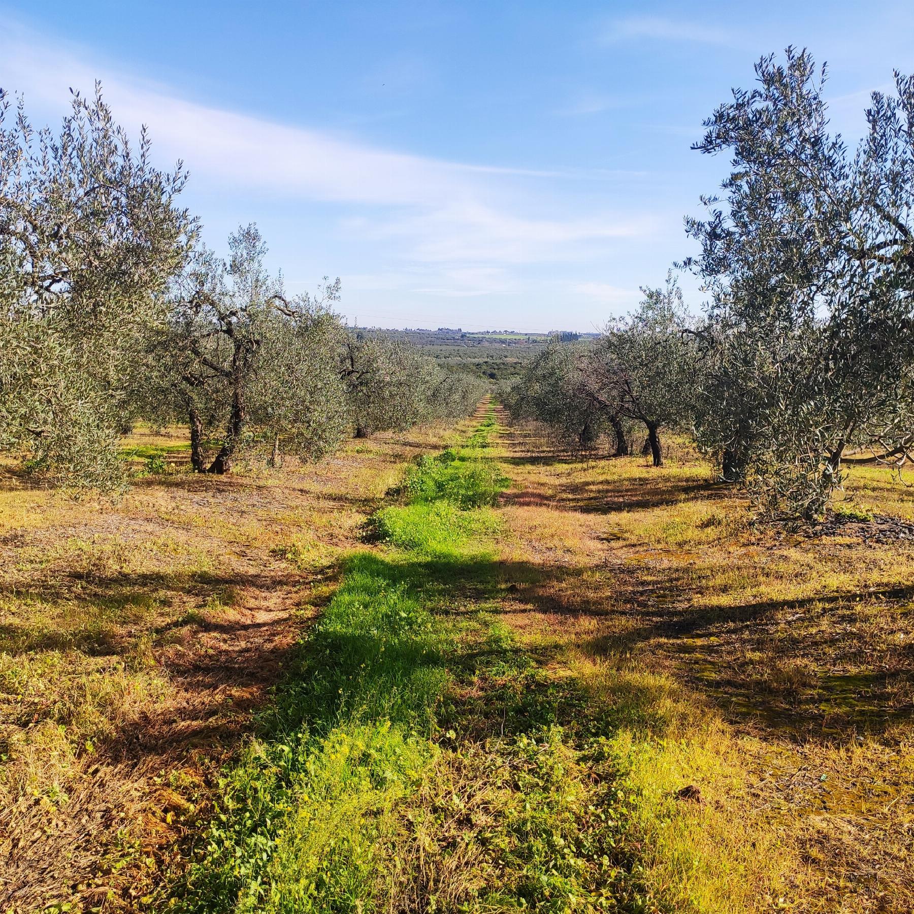 Venta de finca rústica en Bollullos de la Mitación