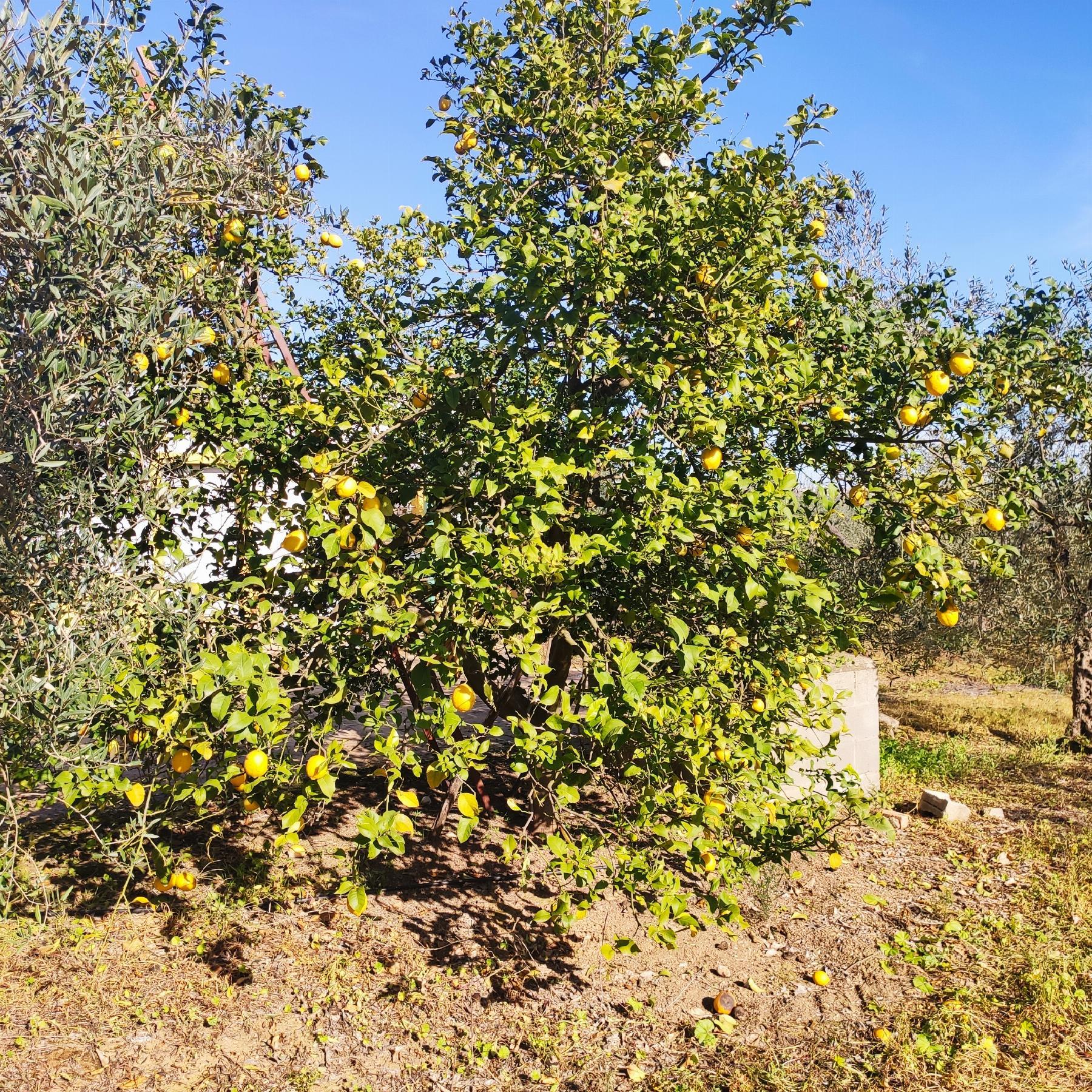 Venta de finca rústica en Bollullos de la Mitación