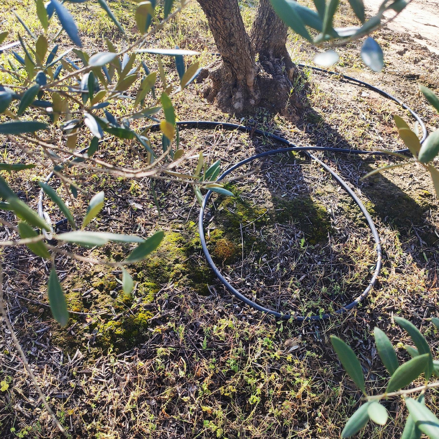 Venta de finca rústica en Bollullos de la Mitación Venta de finca rústica en Bollullos de la Mitación