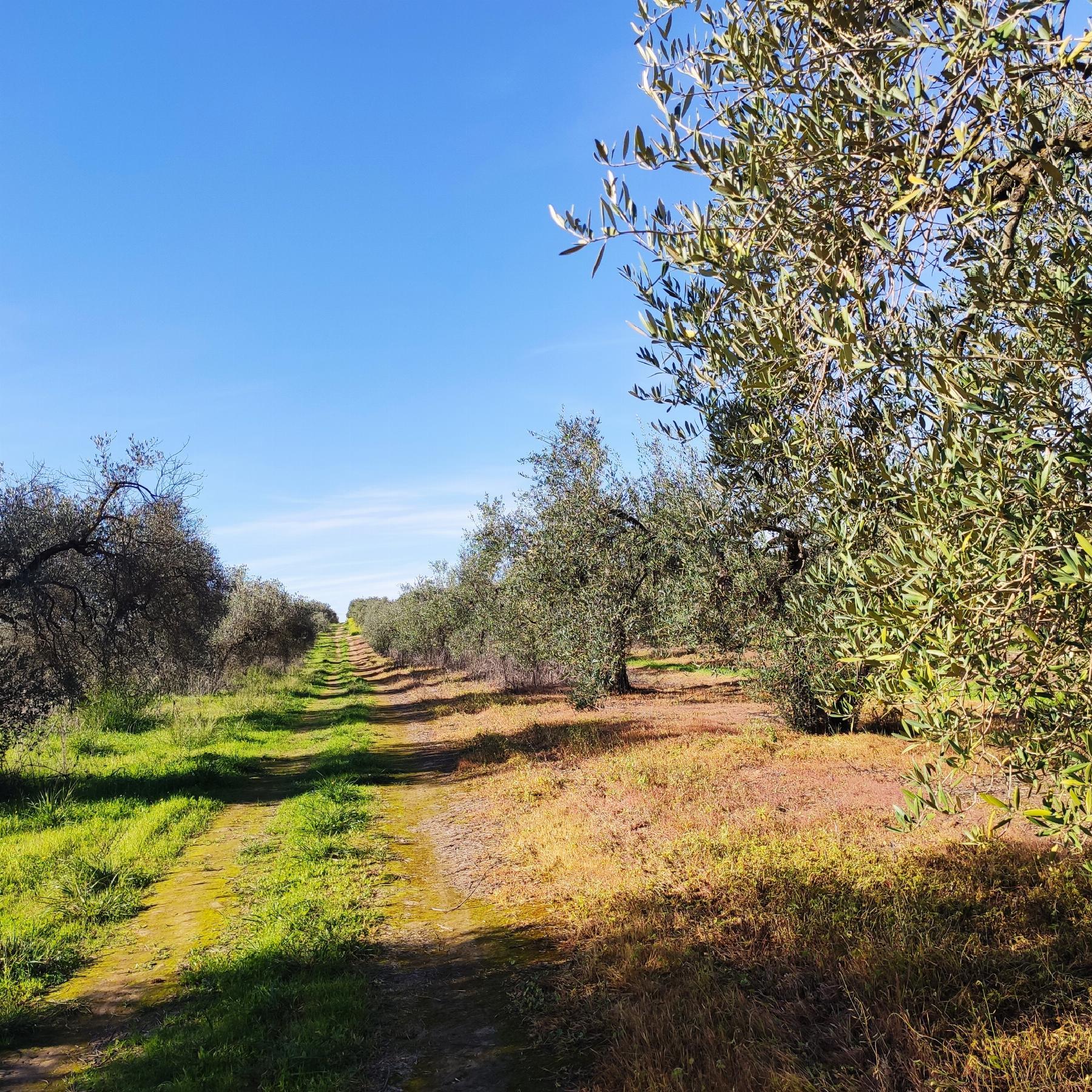 Venta de finca rústica en Bollullos de la Mitación