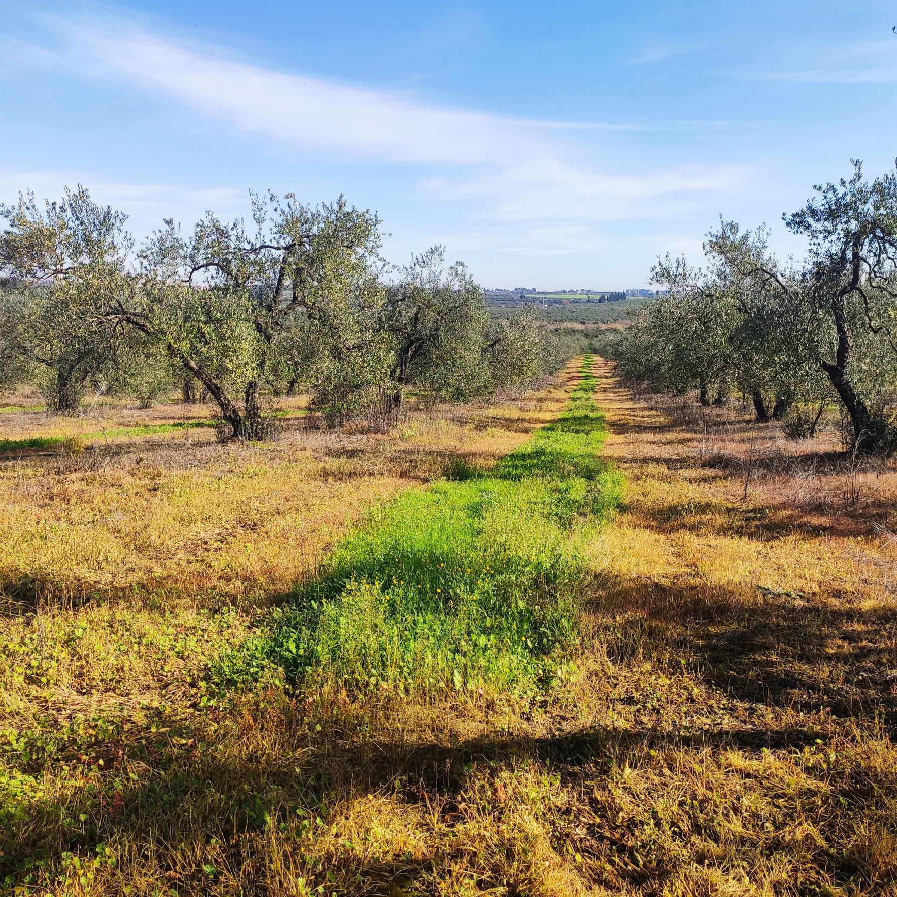For sale of rural property in Bollullos de la Mitación