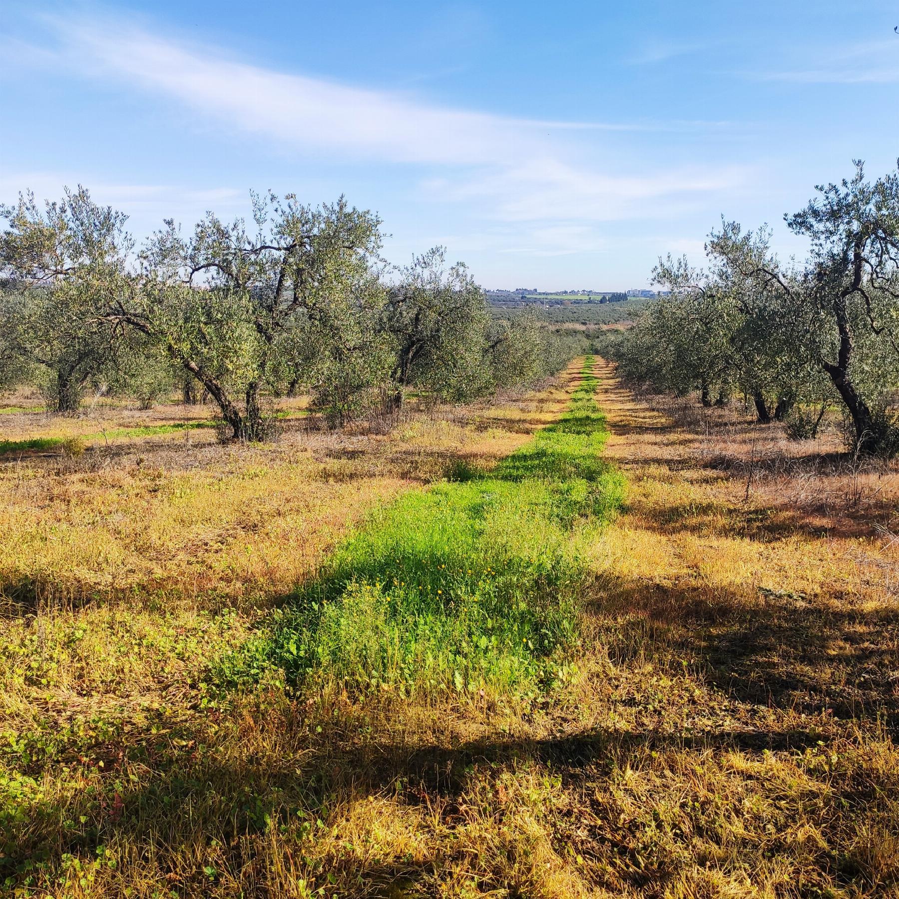 Venta de finca rústica en Bollullos de la Mitación