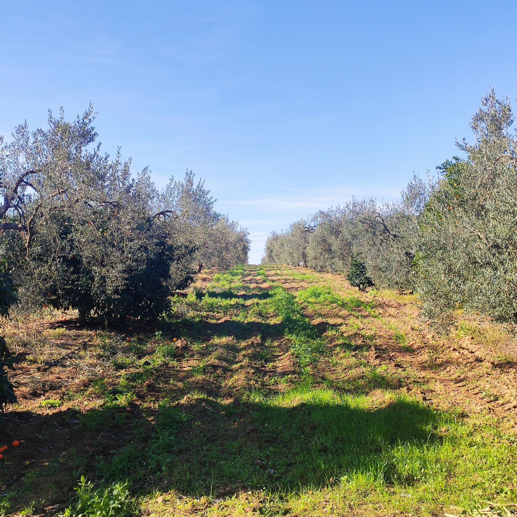 Venta de finca rústica en Bollullos de la Mitación