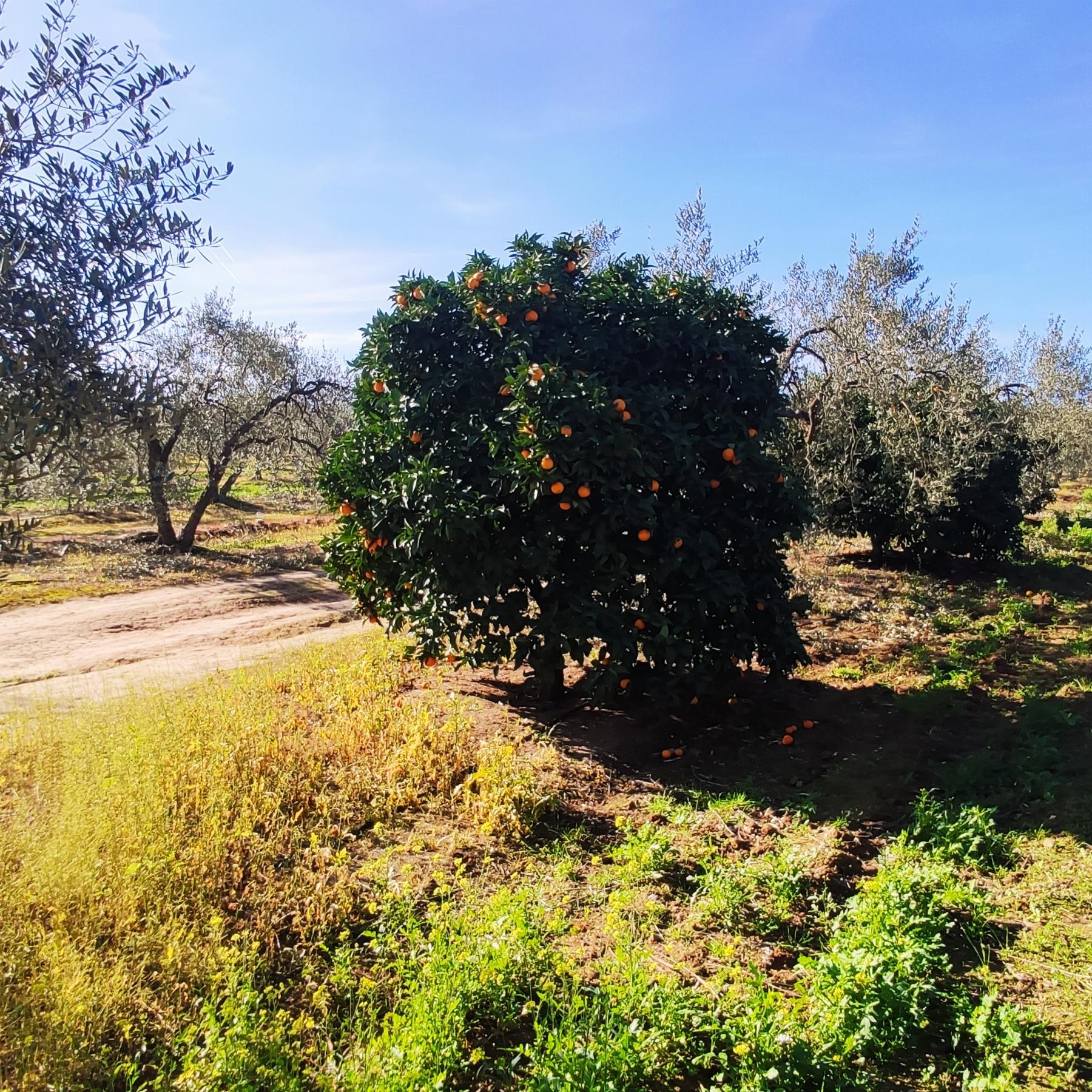 Venta de finca rústica en Bollullos de la Mitación