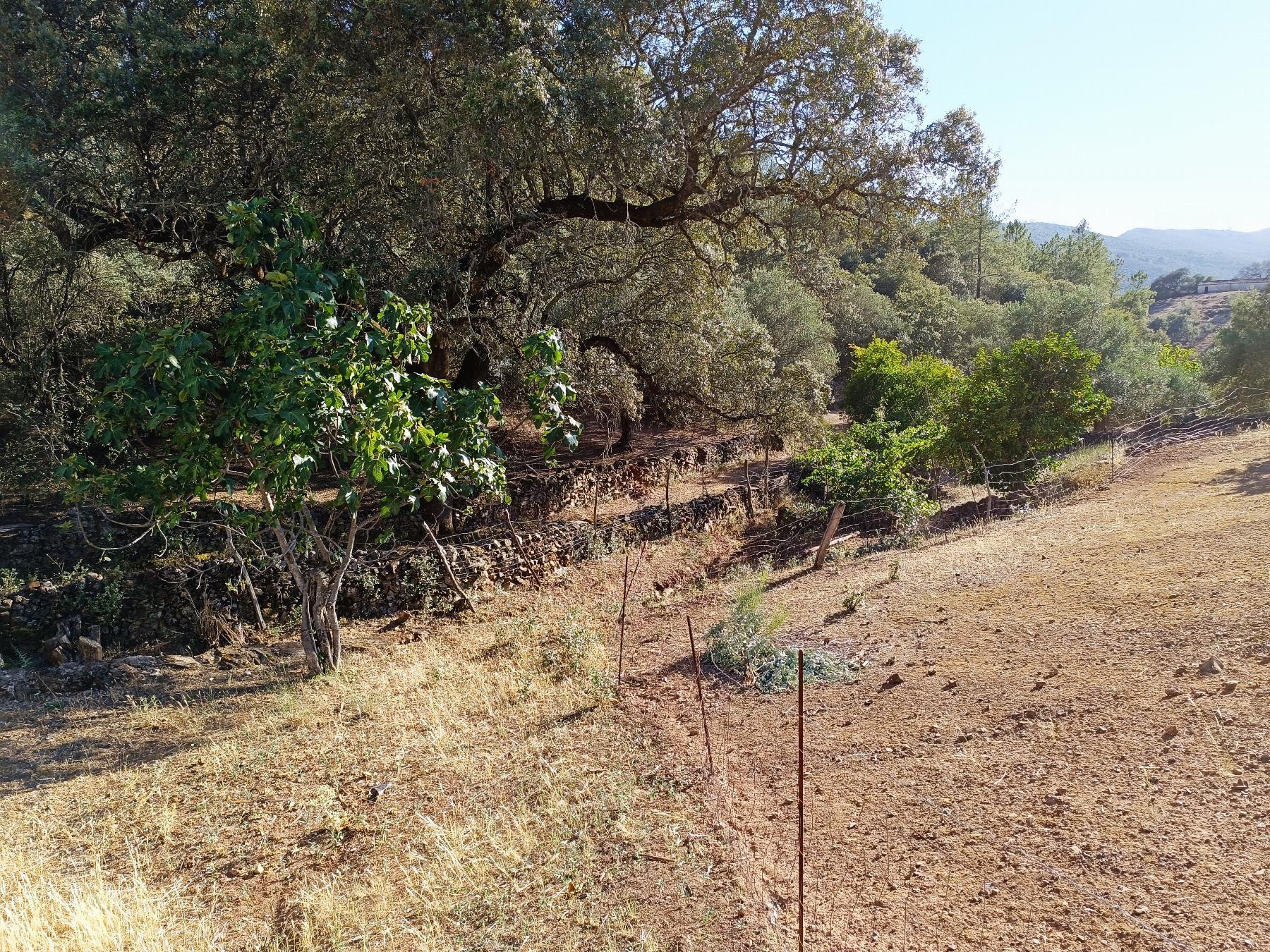 For sale of rural property in Fuentes de León