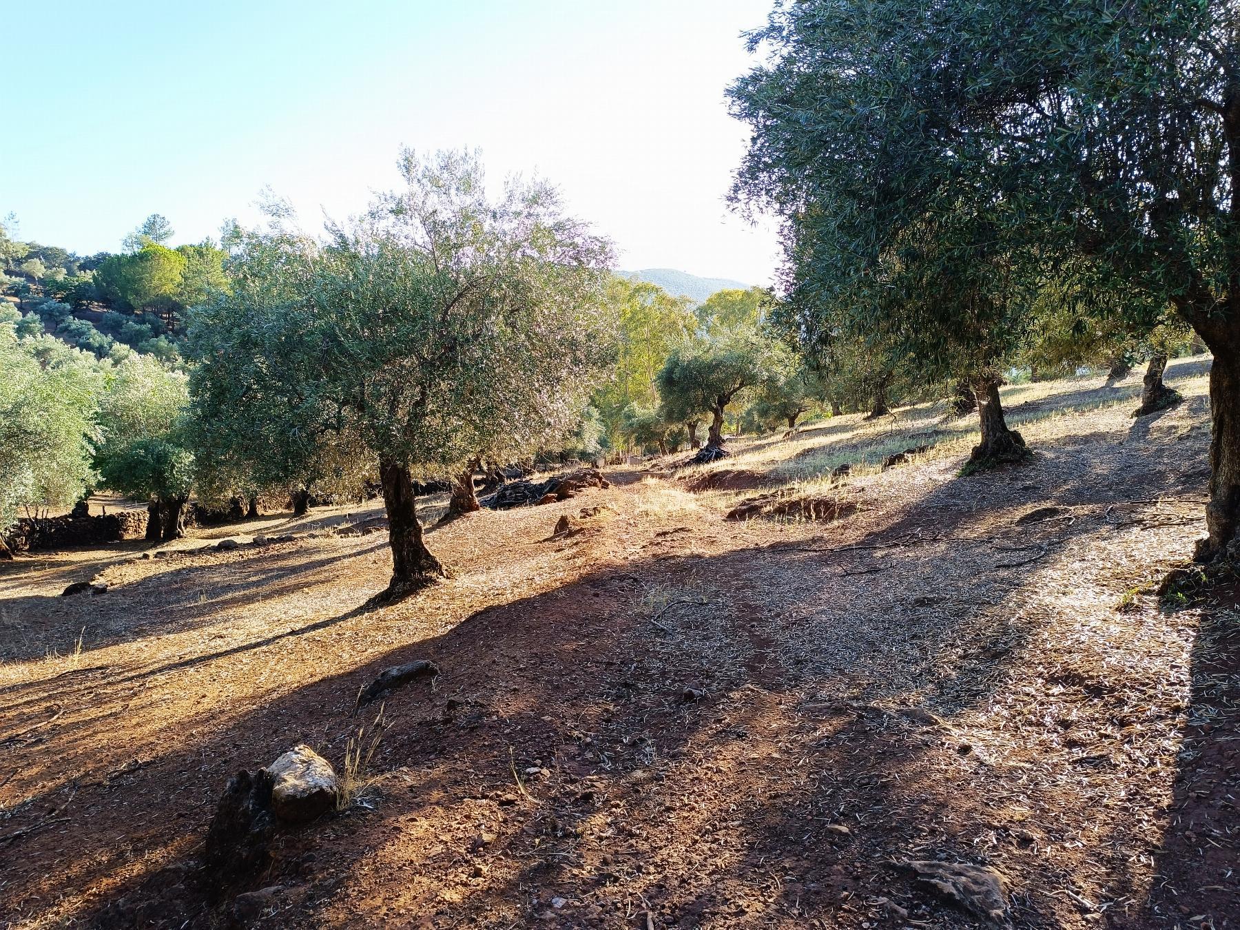 Venta de finca rústica en Fuentes de León