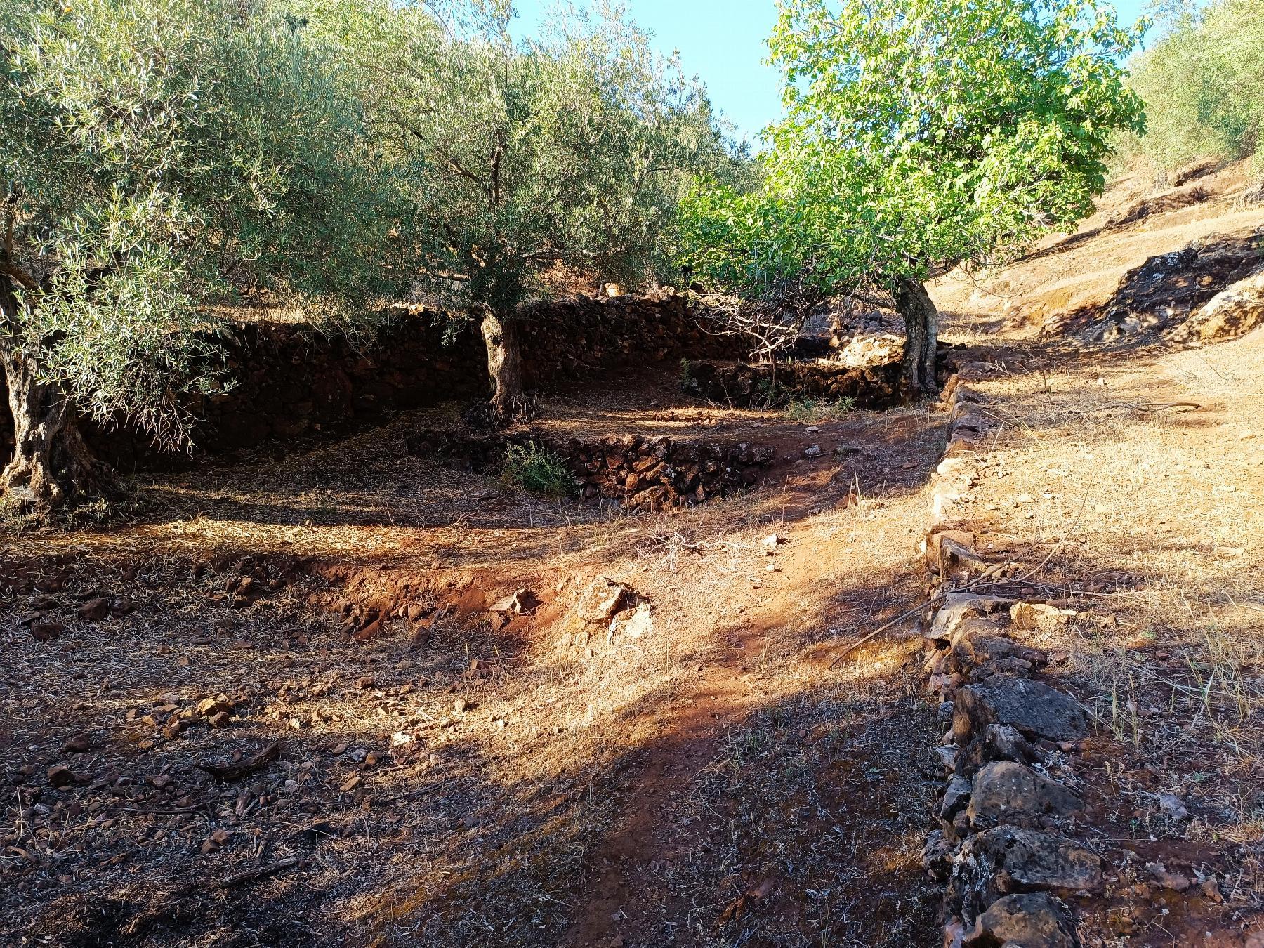 Venta de finca rústica en Fuentes de León