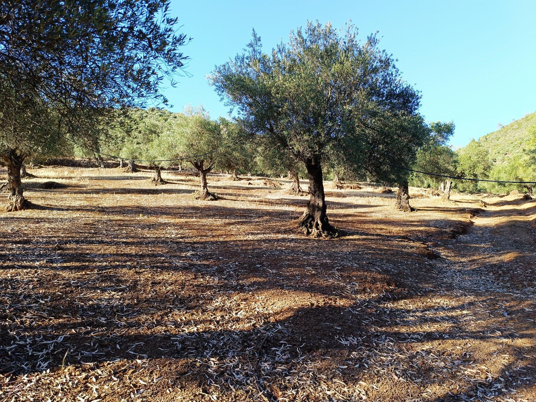 Venta de finca rústica en Fuentes de León