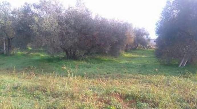 Venta de finca rústica en Pilas Venta de finca rústica en Pilas