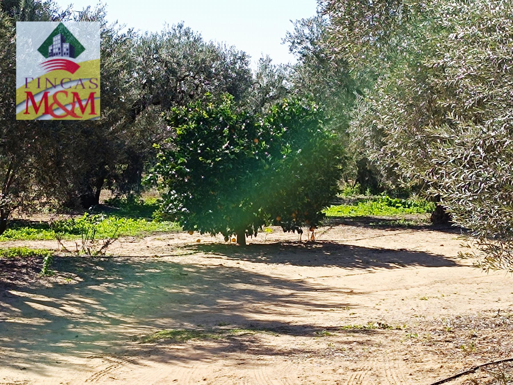 Venta de finca rústica en Benacazón