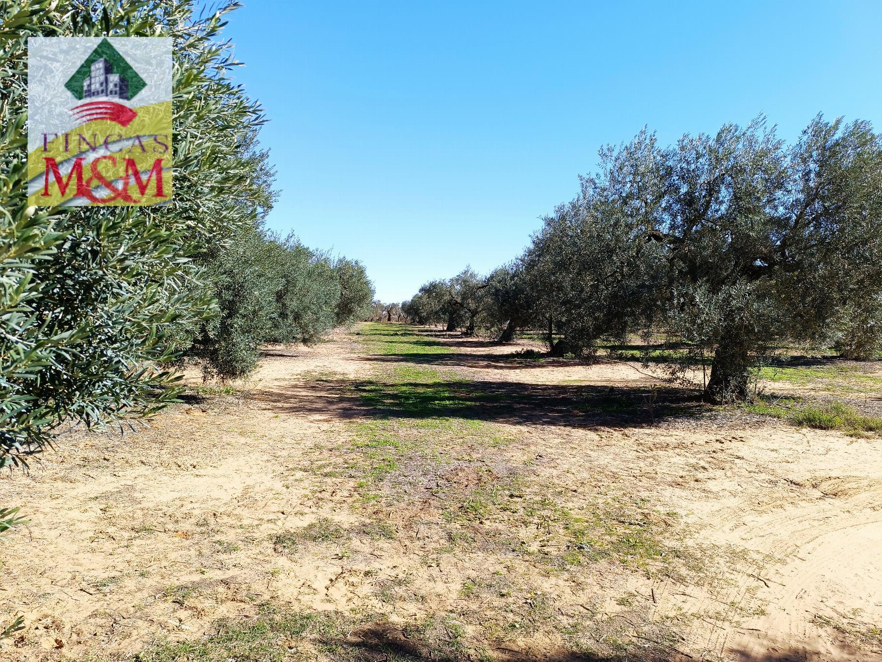 Venta de finca rústica en Benacazón