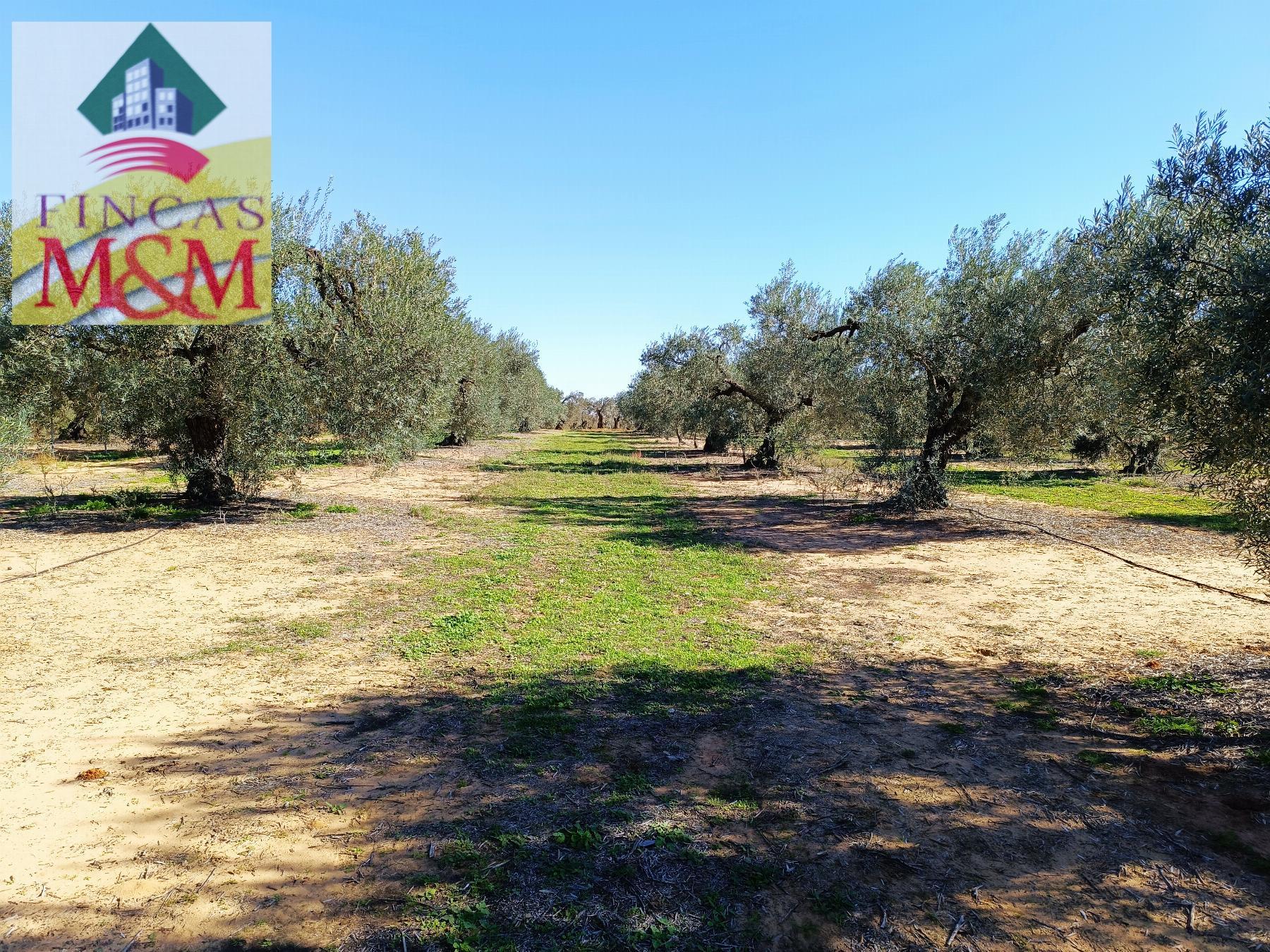 For sale of rural property in Benacazón