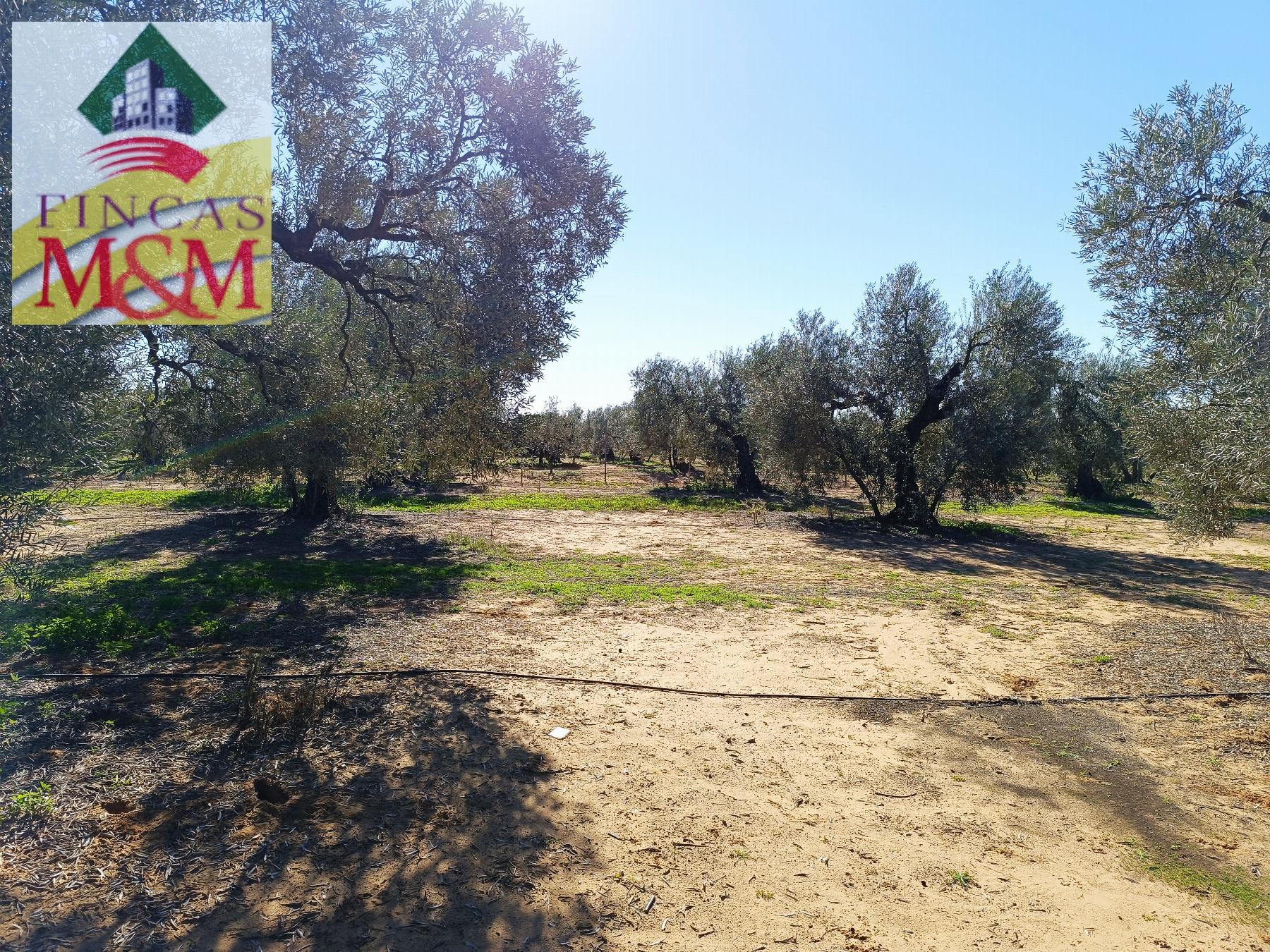 For sale of rural property in Benacazón