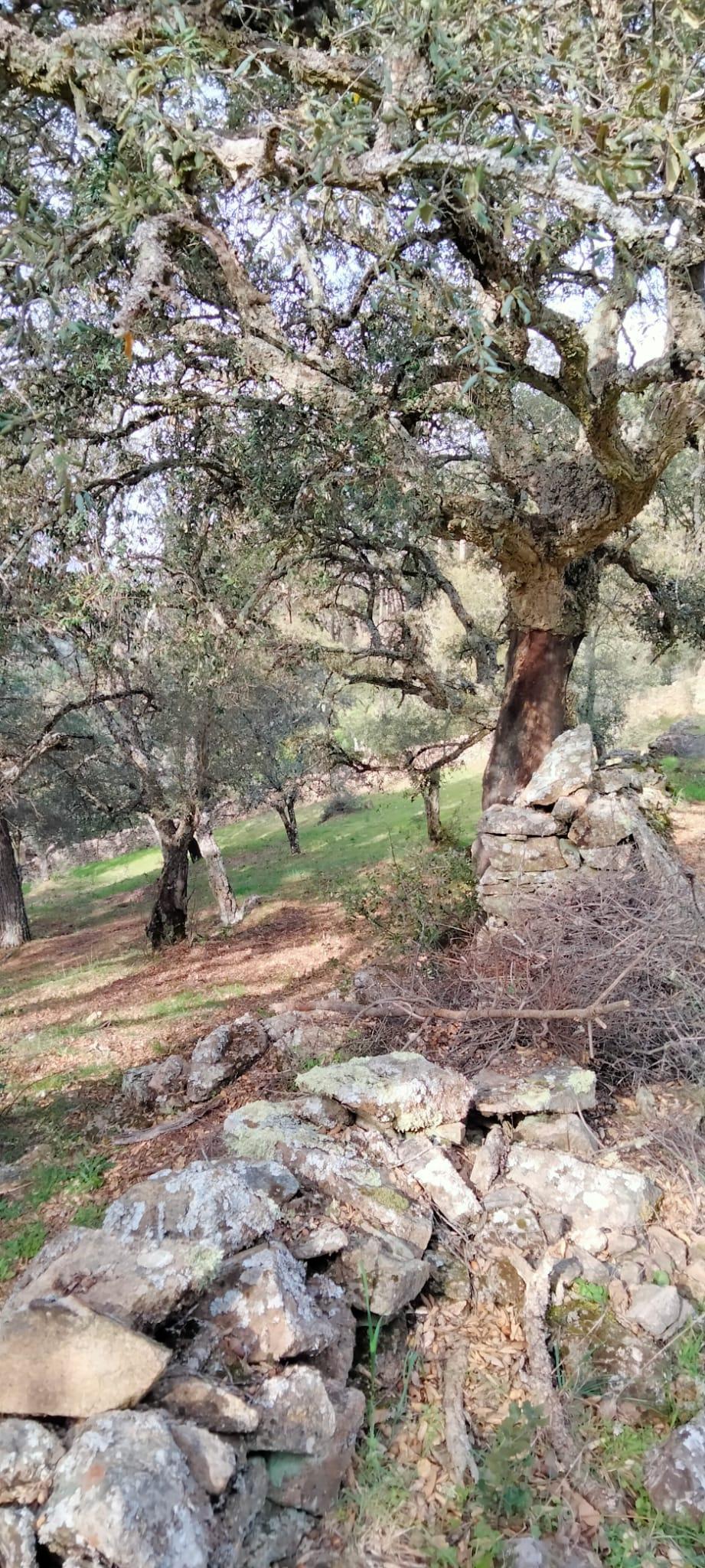 Venta de finca rústica en Cabeza la Vaca