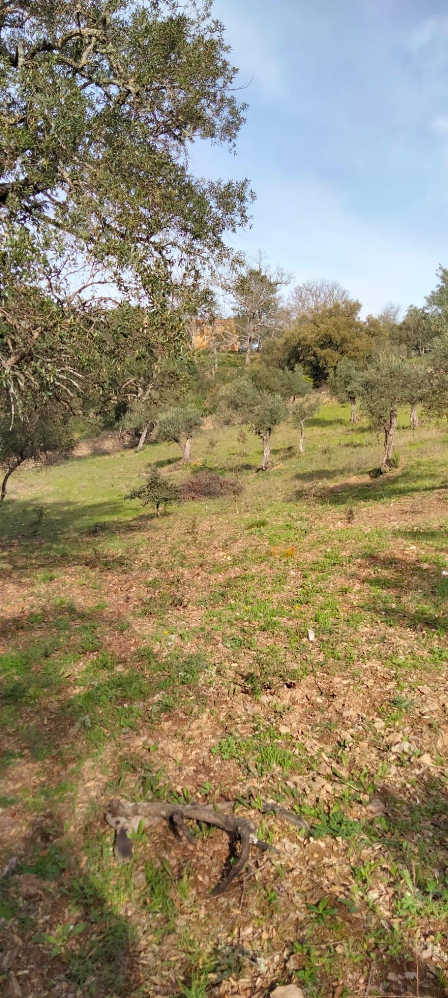 For sale of rural property in Cabeza la Vaca