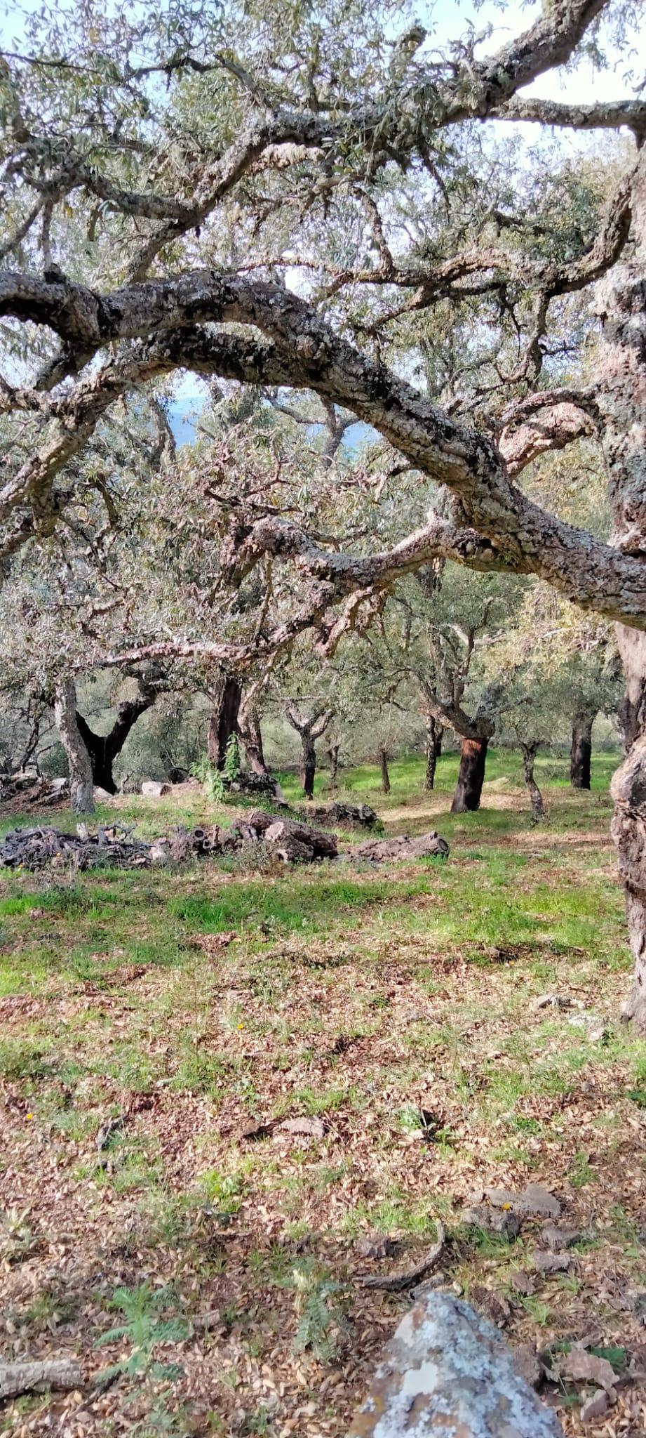 Venta de finca rústica en Cabeza la Vaca