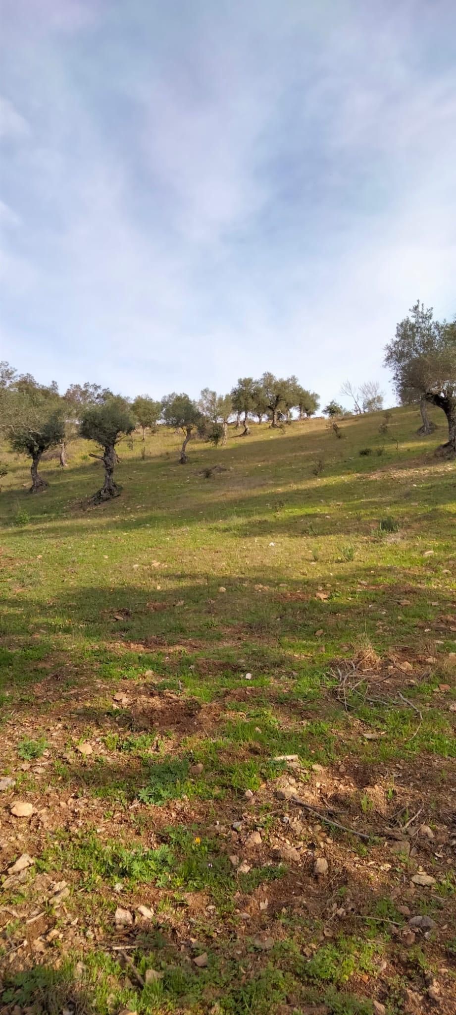 Venta de finca rústica en Cabeza la Vaca