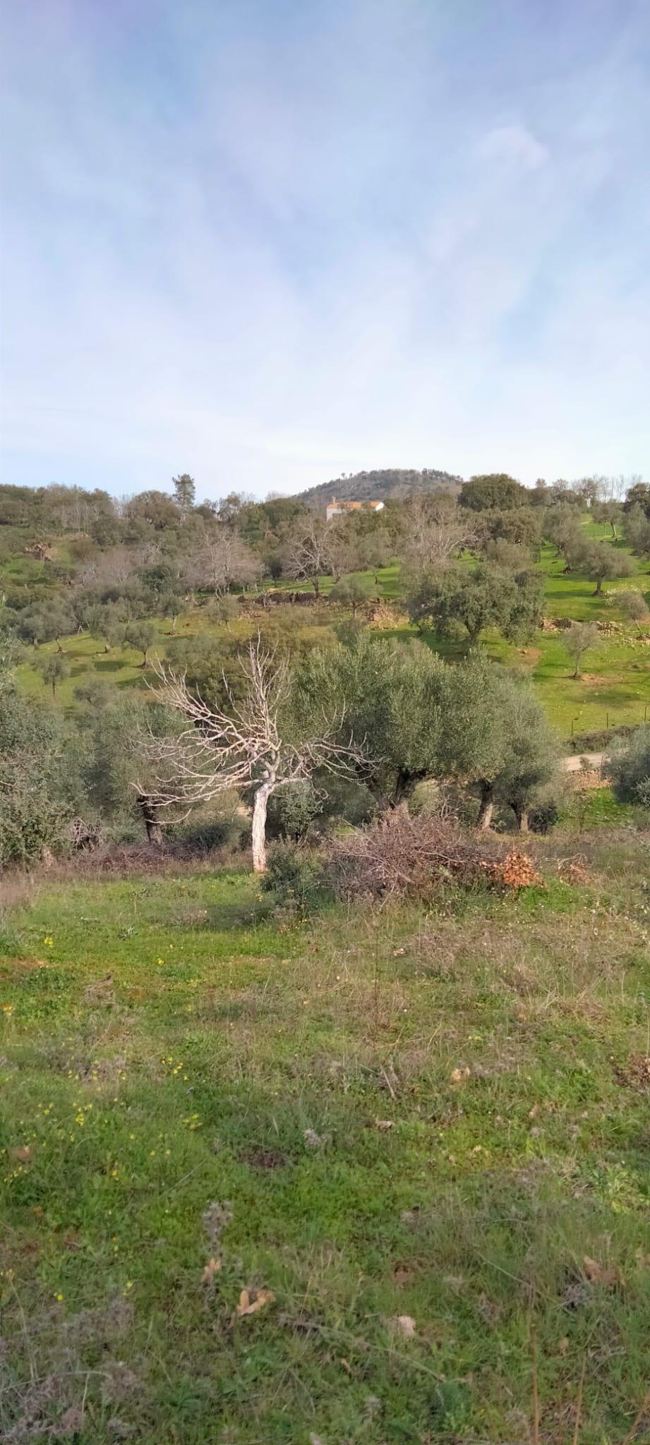 Venta de finca rústica en Cabeza la Vaca