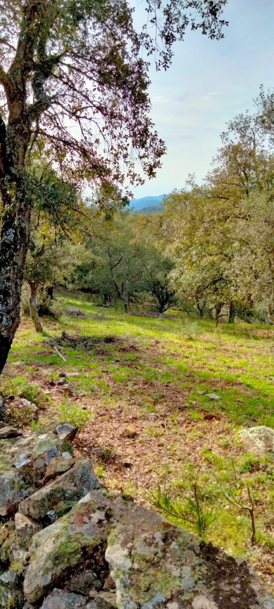 Venta de finca rústica en Cabeza la Vaca